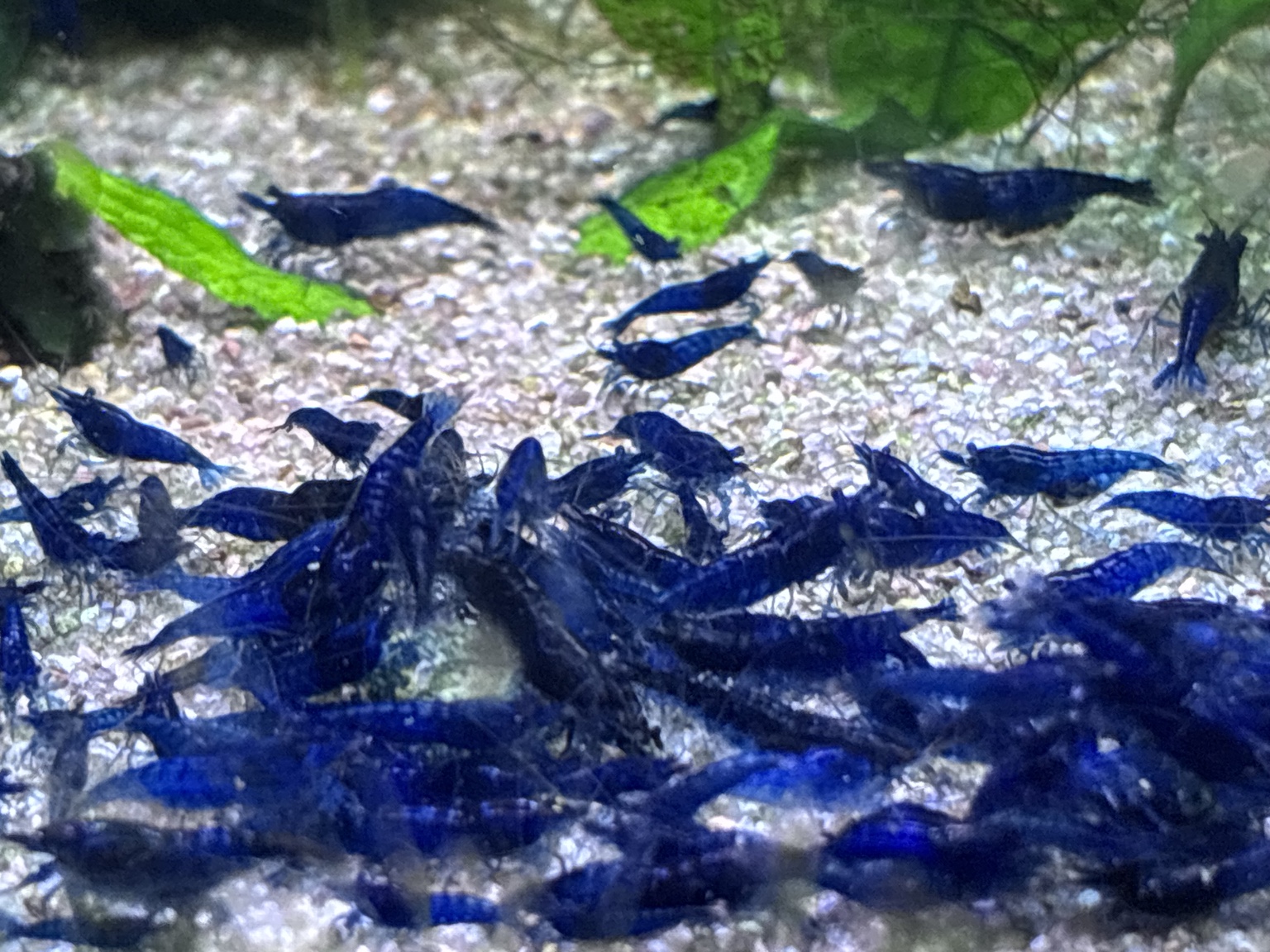 Medium to high grade Blue Dream Neocaridina shrimp