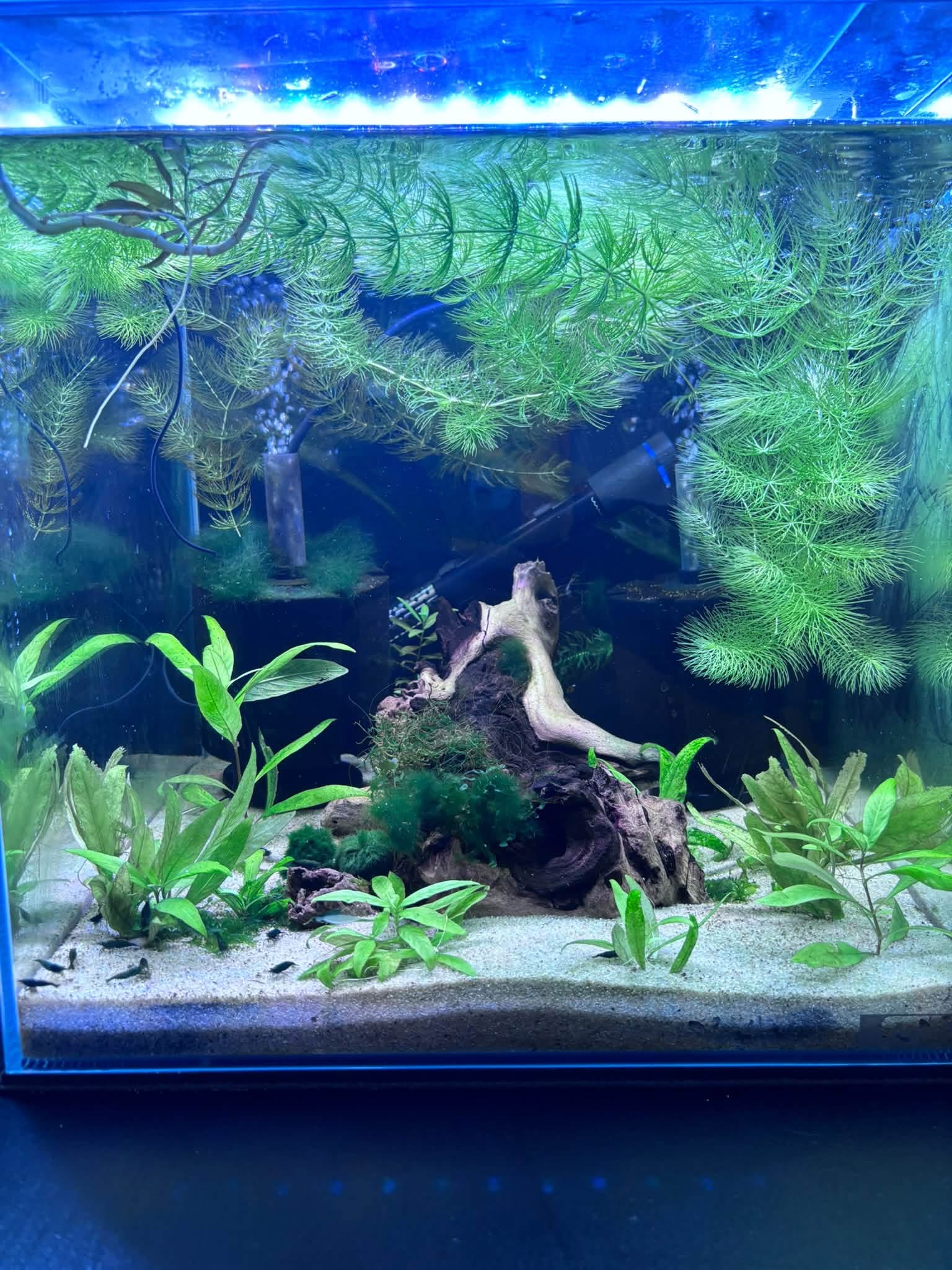 Tank Born 60 litre Green Jade Neocaridina aquarium
