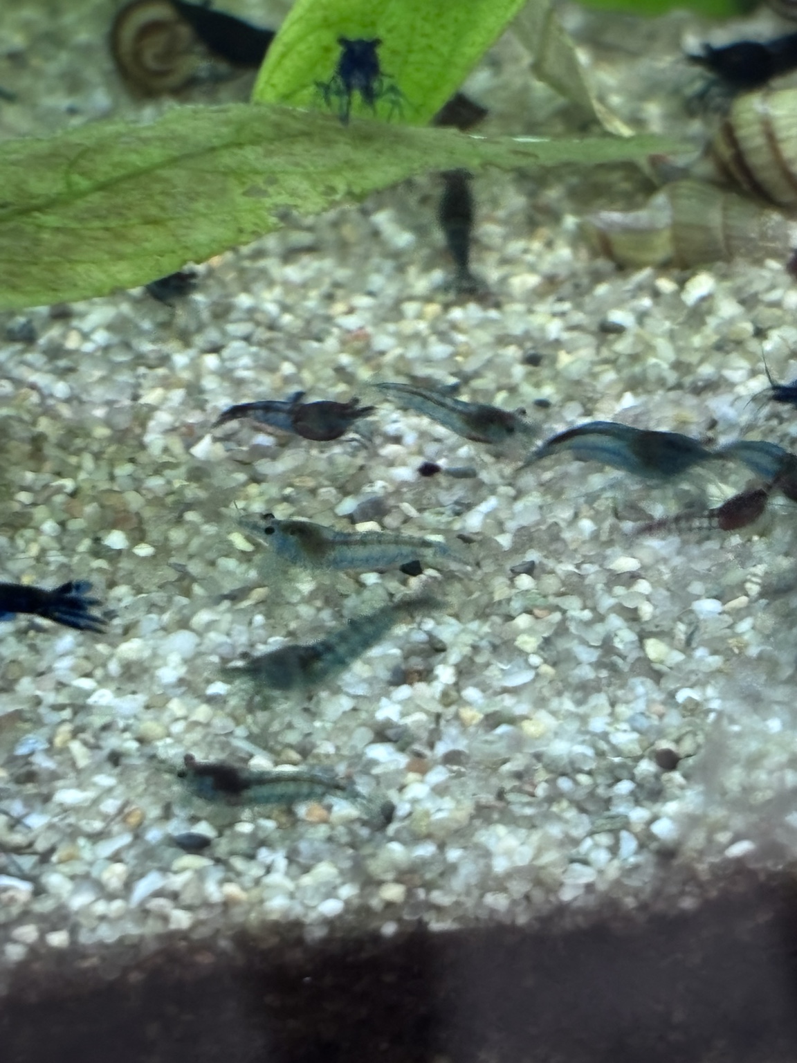 Mixed-grade Neocaridina shrimp
