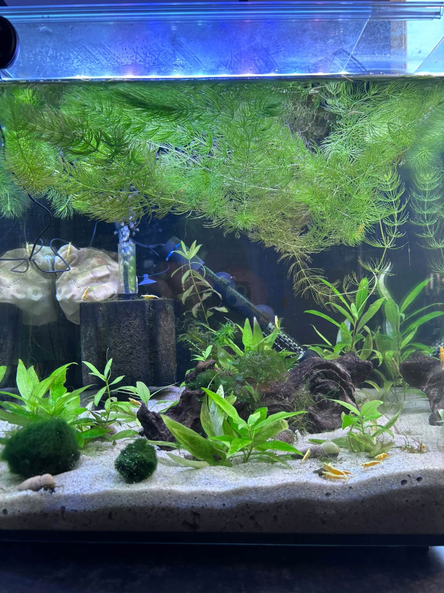 Tank Born Ultra Gold 60 litre shrimp aquarium