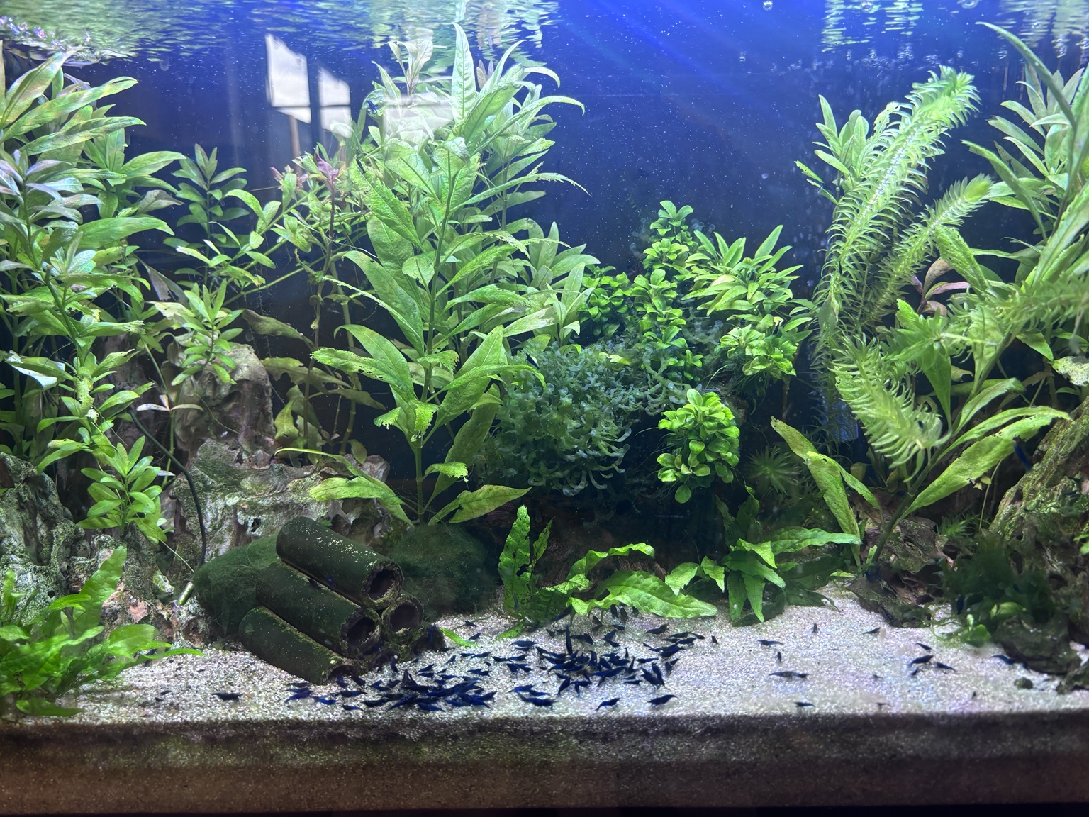 Tank Born 120 litre Blue Dream breeding aquarium